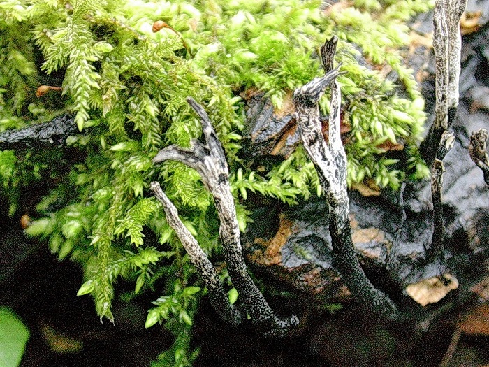 982 Aprile vecchio ritrovamento